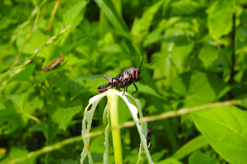 small bug sits on top of a white flower