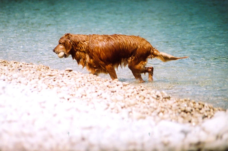 a brown dog standing in the water next to a rocky shore