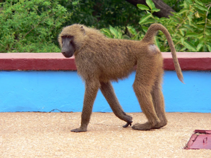 a baboon walking in front of a blue wall