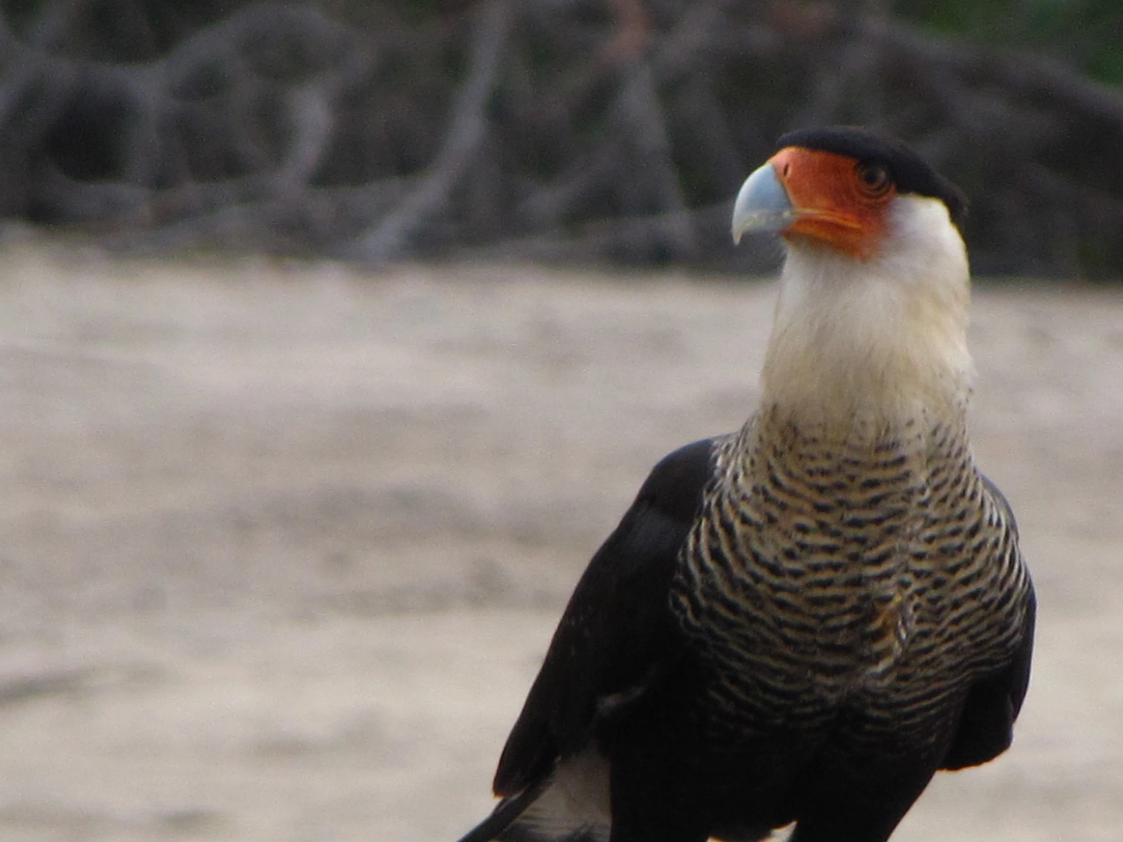 a colorful bird that is standing on a nch