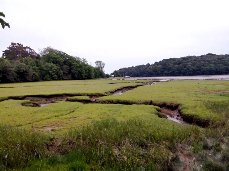 an open grass field with water in it