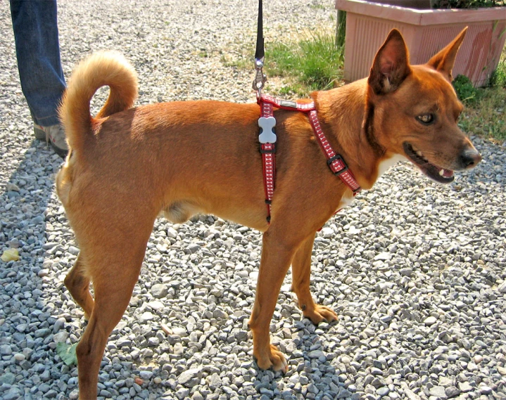 a brown dog with its head up, looking at someone