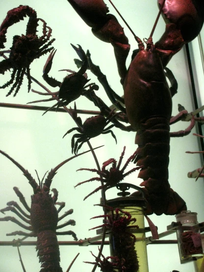 lobsters and other sea creatures in glass vases
