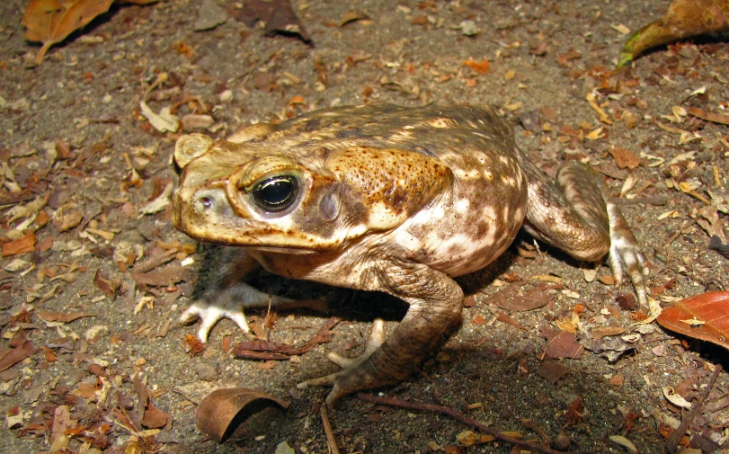 a frog is on the ground with one leg in the air