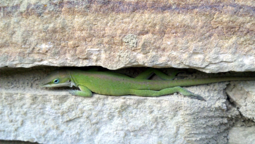 a small green lizard sitting in between the rocks