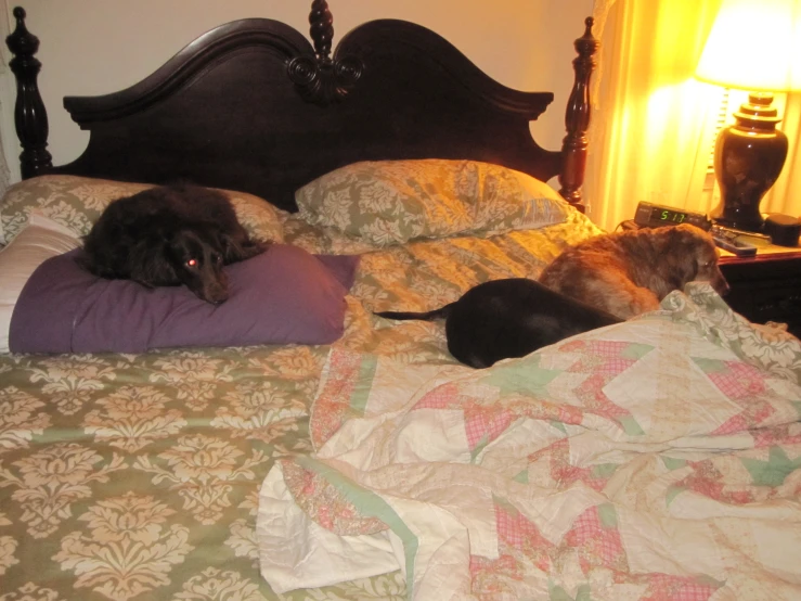 three dogs resting on the pillows of a bed
