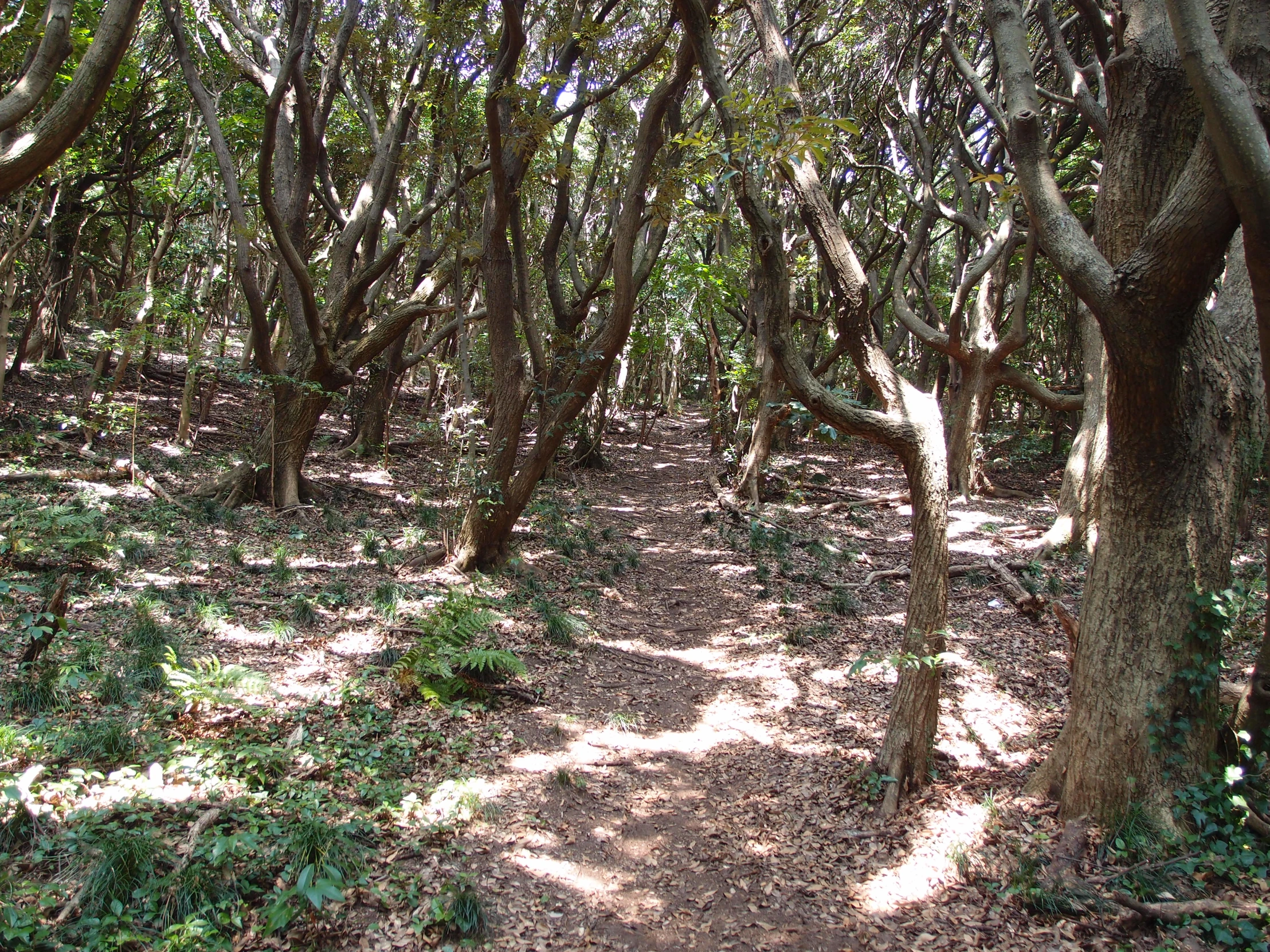 a path in the middle of a forest is surrounded by trees