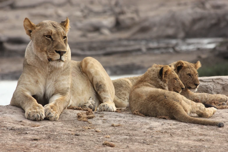 two lions sitting on a rock next to water