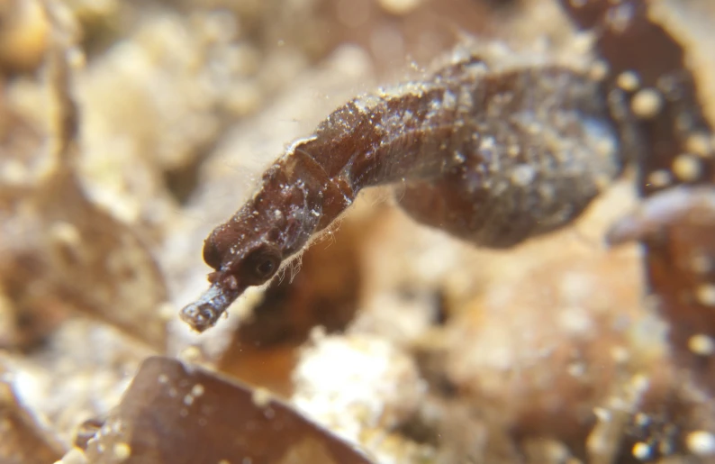 a small brown seahorse looking around some plants