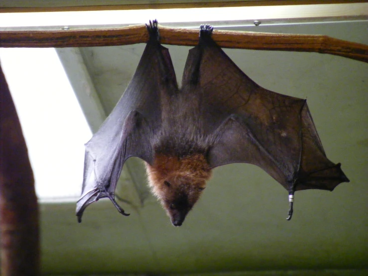 a bat hanging upside down on the ceiling