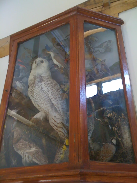 two birds are displayed behind glass on a wall