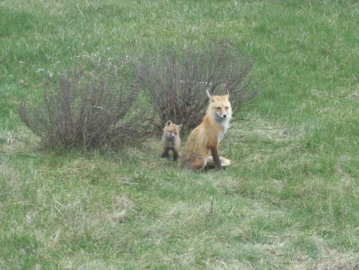 two foxes are sitting in the grass with bushes