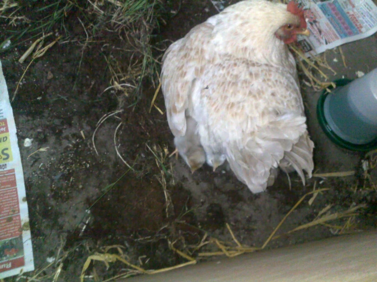 the white chicken is looking for soing to eat