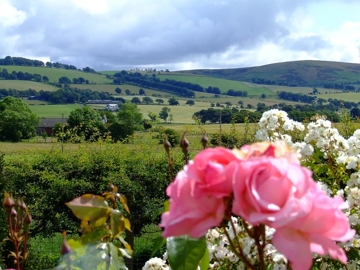 some pink roses are next to a green field