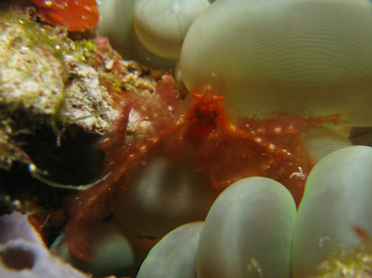 small colorful objects are shown on top of rocks