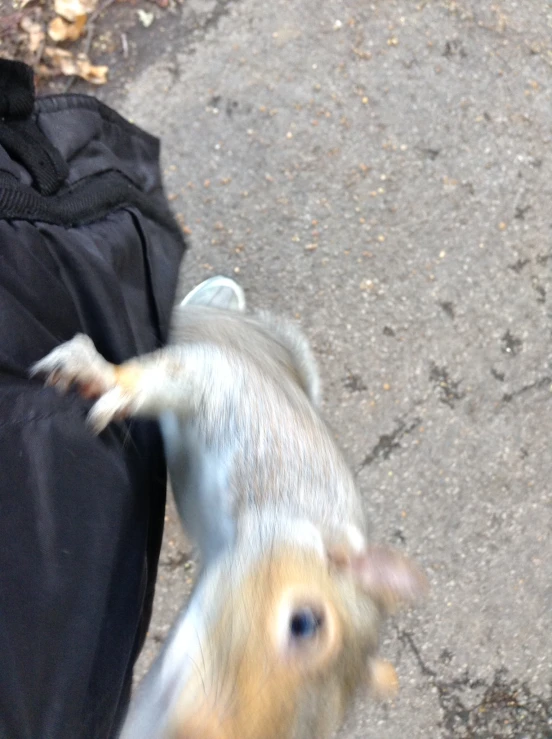 the baby goats are running around in the backpack