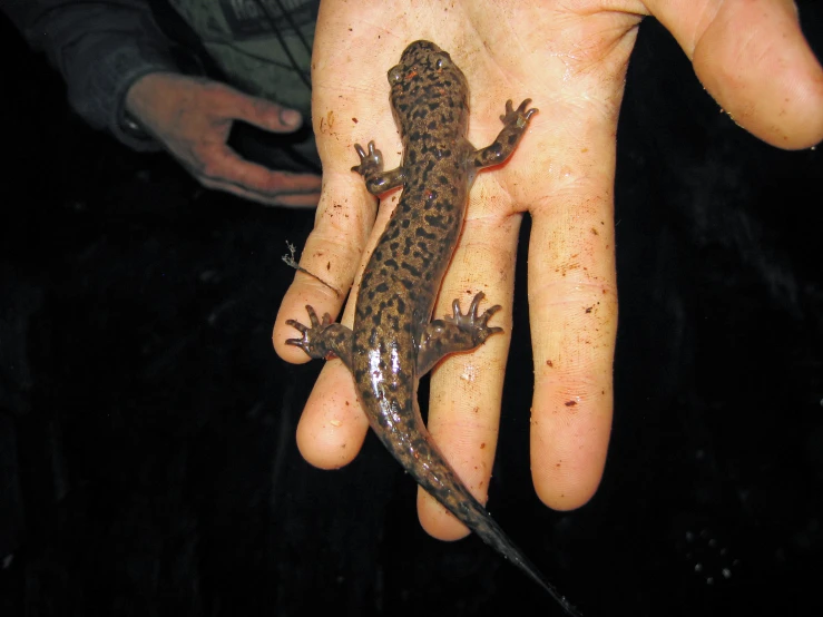 a person is holding up a small lizard