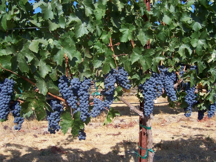 a bunch of gs on a vine hanging from a vine