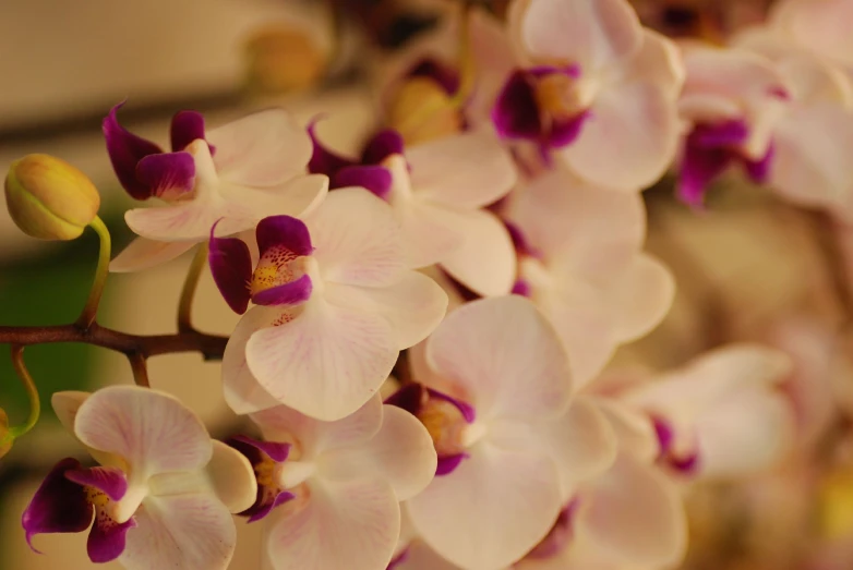 an image of beautiful flowers in full bloom