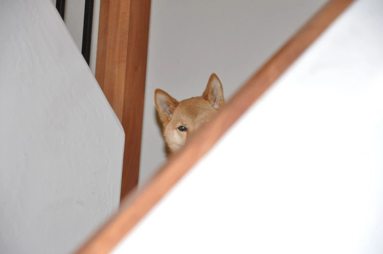 a small dog is peeking through the mirror