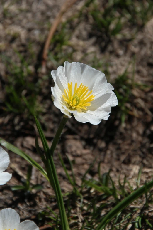 there is a single white flower on the ground