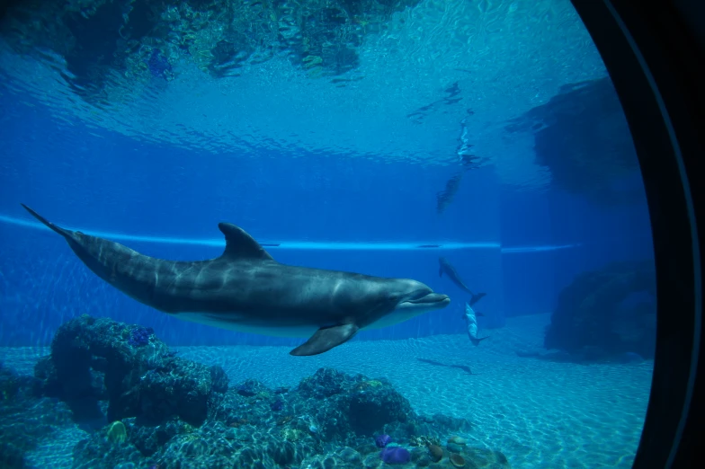 a dolphin swimming underwater in an aquarium