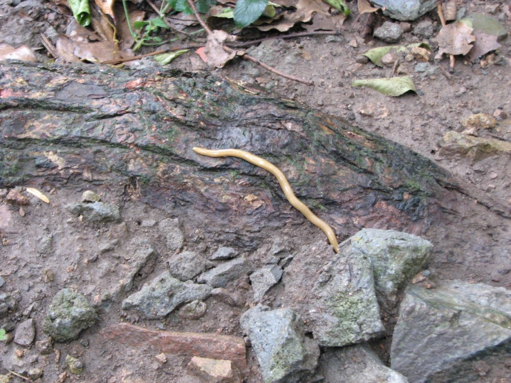 a yellow snake crawling along a rocky terrain