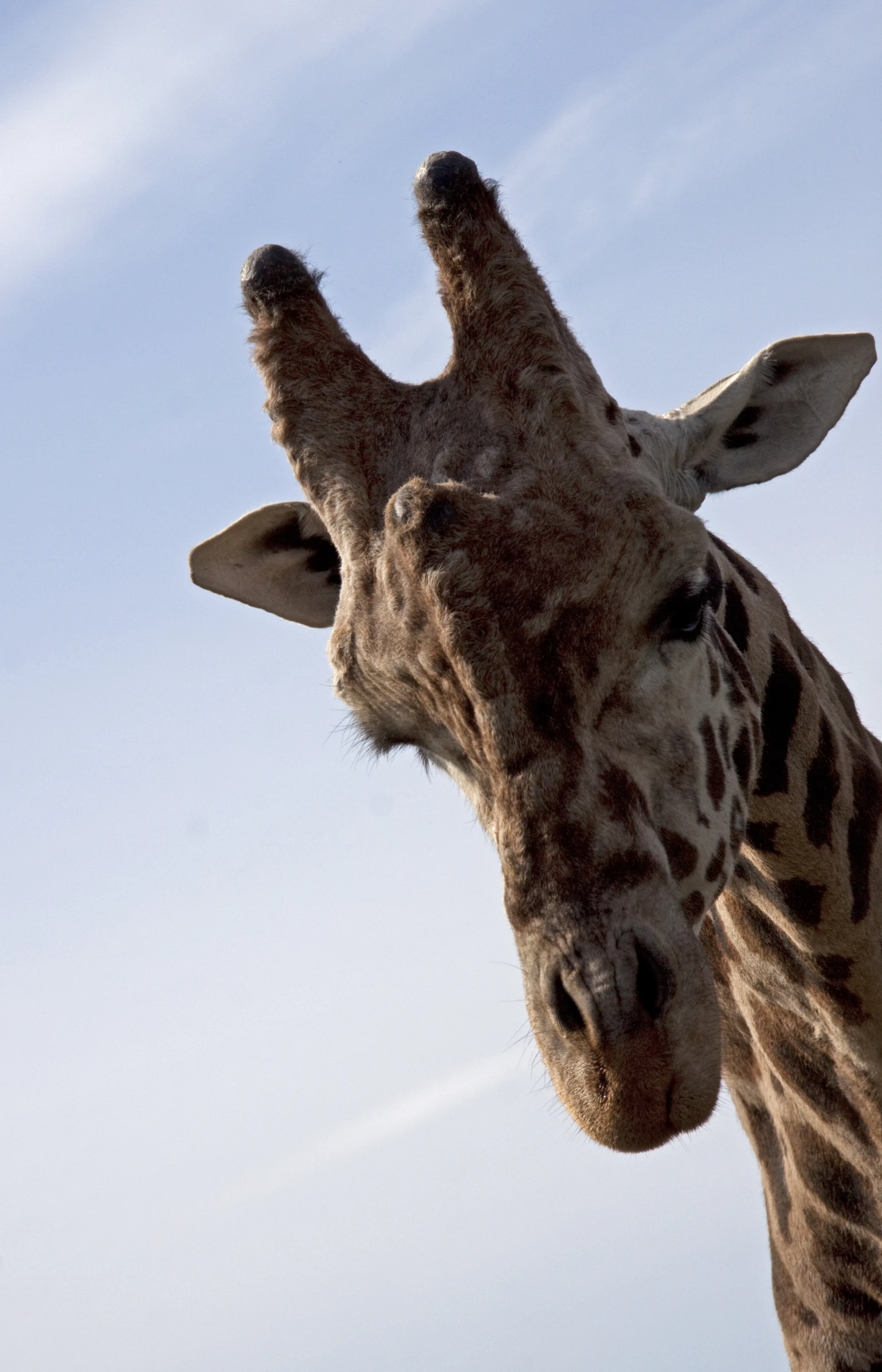 a close up of a giraffe's head on a clear sky day