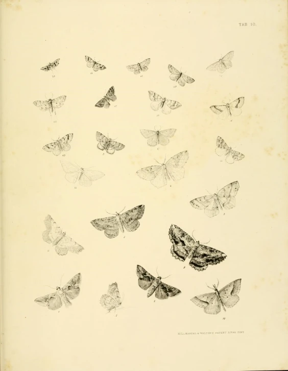 an antique book with a variety of erflies