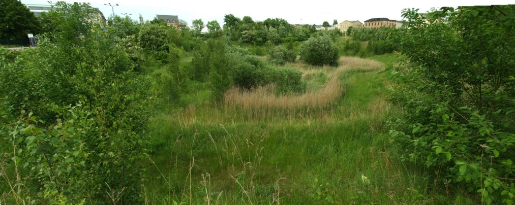 an old wooded path leads through to a few bushes