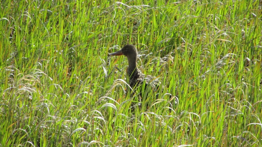 a bird standing in tall grass looking at the camera