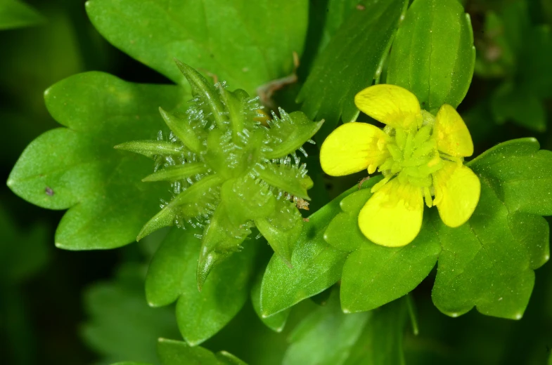 a tiny yellow flower in the midst of leaves