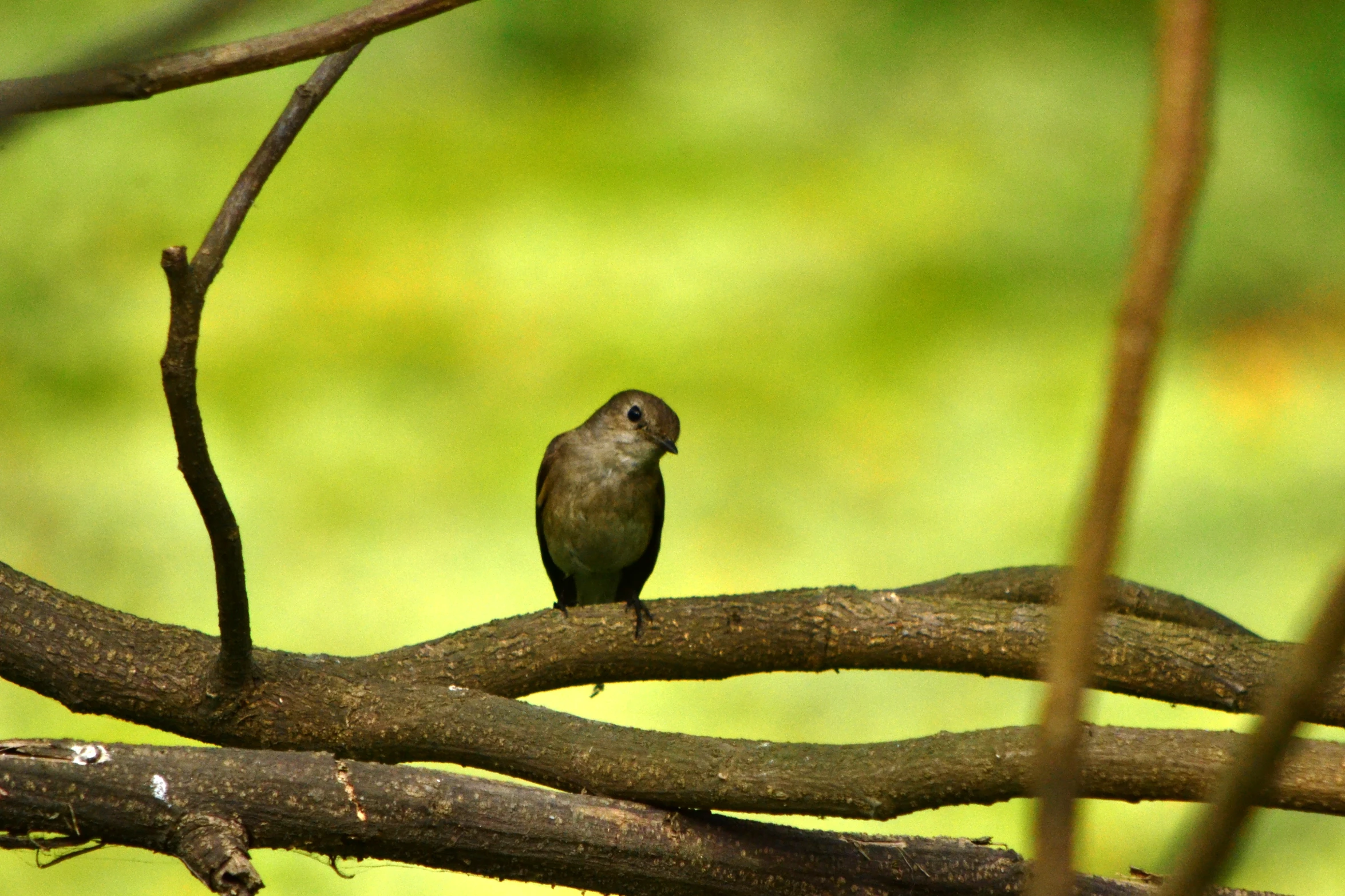 a small brown bird is sitting on the nch