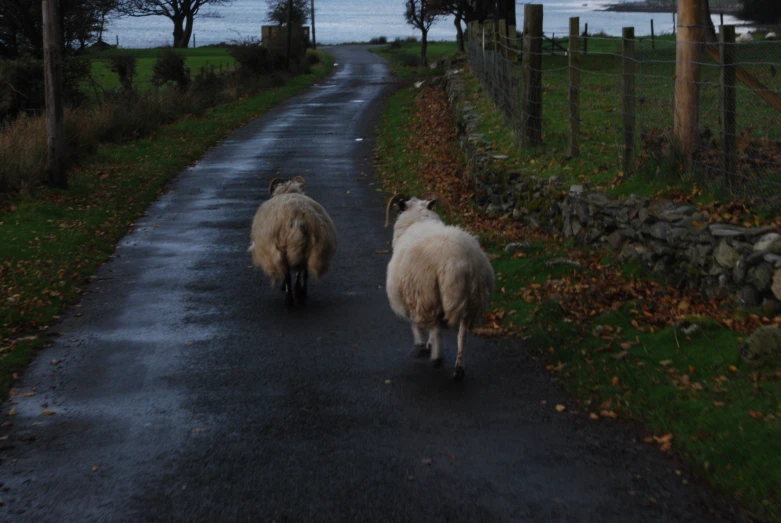 a couple of sheep that are walking down the street