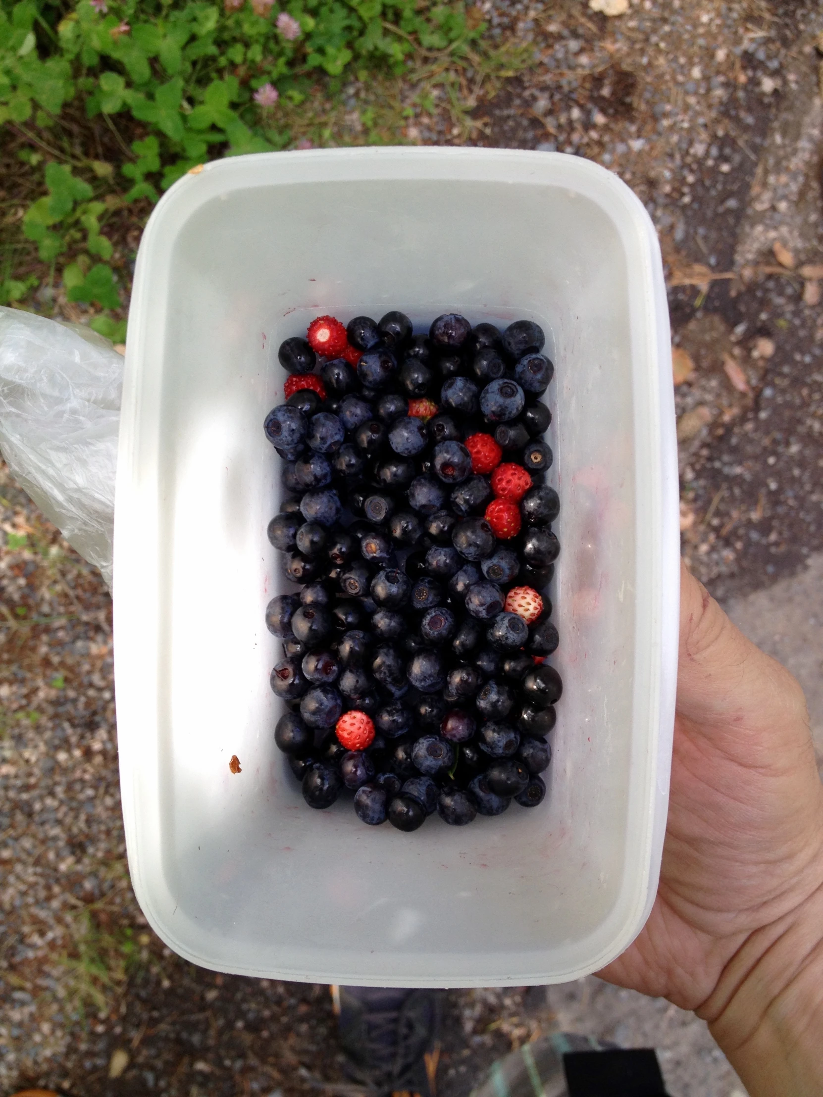 a person holding a small container of fruit