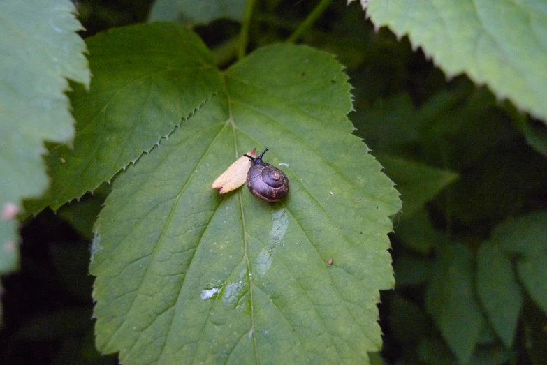 a bug that is sitting on some green leaves
