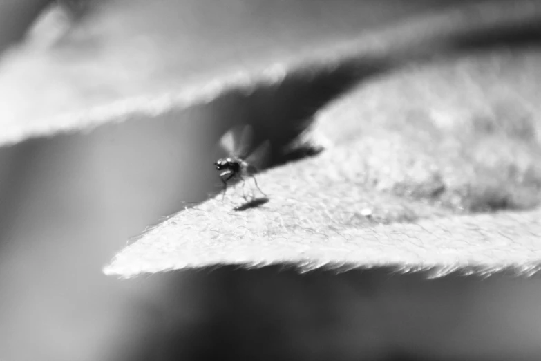 black and white po of mosquito on the edge of leaf