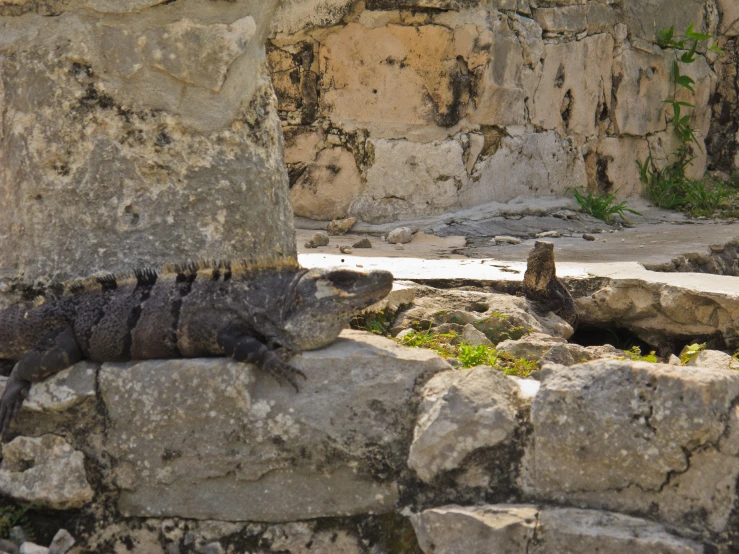 an iguado is on the rocks and in front of some stone walls