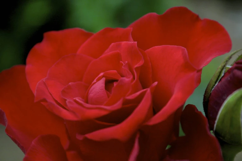 a single red rose is in full bloom