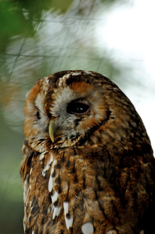 a brown owl is perched on a nch