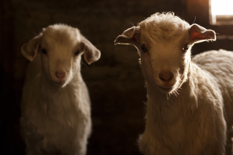 a baby lamb and her mother stand together