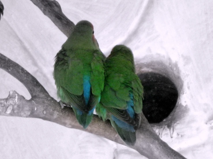 two green birds sitting on the nch of a tree