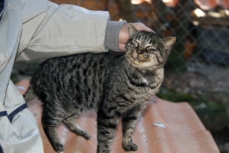a person petting a grey cat in the daytime