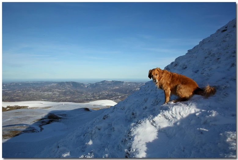 a dog that is on the side of a snowy mountain