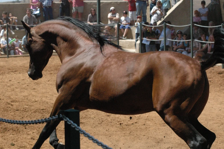 a horse running around in a dirt field