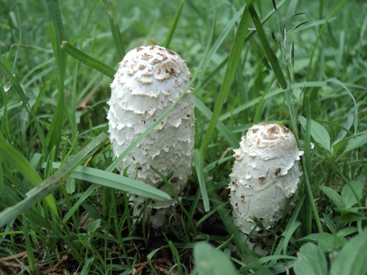 two mushrooms on the ground in tall grass