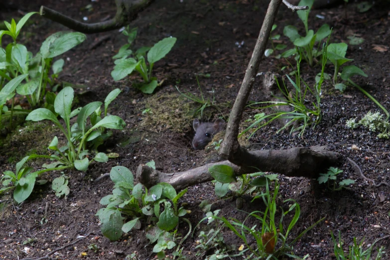 an antelope in the ground, surrounded by leaves and vines