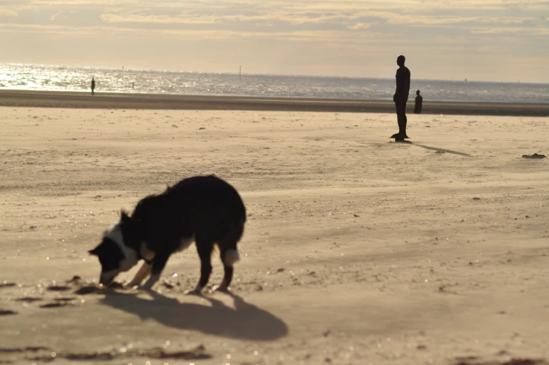 a dog is on the sand while a person walks on a beach