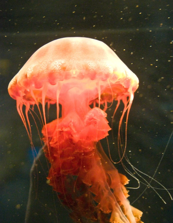 a jellyfish swimming in an aquarium exhibit