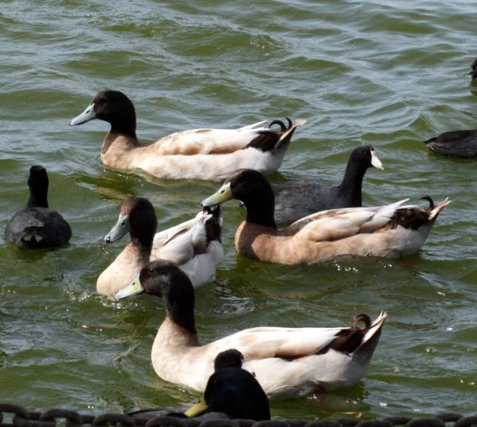 there are many birds in the water one is white and one is grey